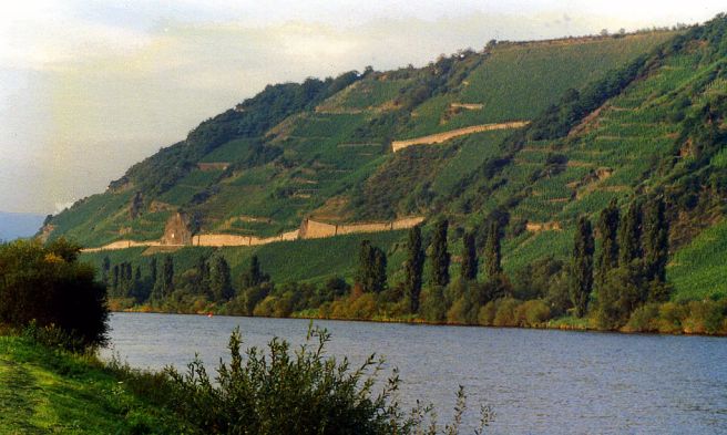 Vineyards along the Mosel River