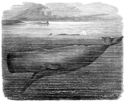 244px-Pottwal_brehm_m