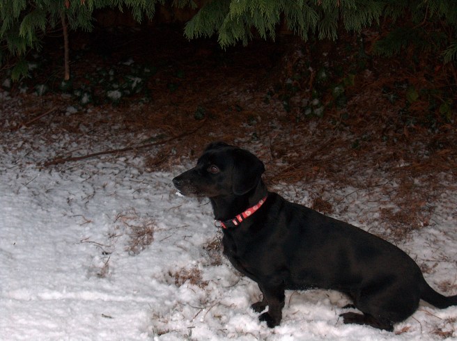 The Best Friend we loved and lost