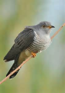 cuckoo bird crtv commons