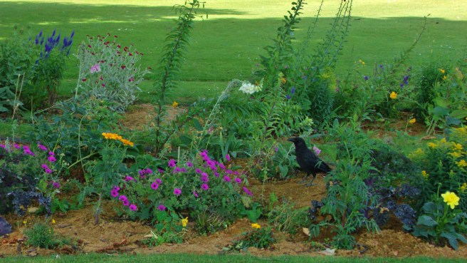 Bird in the Jardin de Tuileries